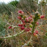 Cylindropuntia kleiniae non leptocaulis ©JLcoll.4846.JPG